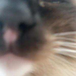 Meet your Posher, Sidney